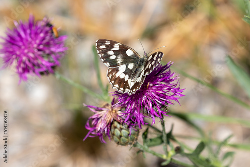 Macrophotographie d'un papillon - Demi-deuil - Melanargia galathea © panosud360