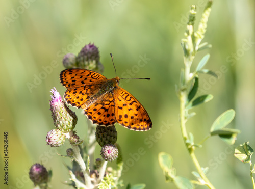 Macrophotographie d'un papillon - Nacré de la ronce - Brenthis daphne photo