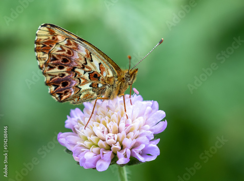 Macrophotographie d'un papillon - Nacré porphyrin - Boloria titania