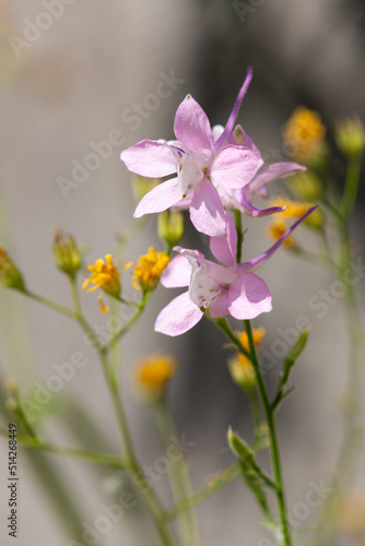 Fototapeta Naklejka Na Ścianę i Meble -  Macrophotographie de fleur sauvage - Pied d'alouette - Delphinium consolida