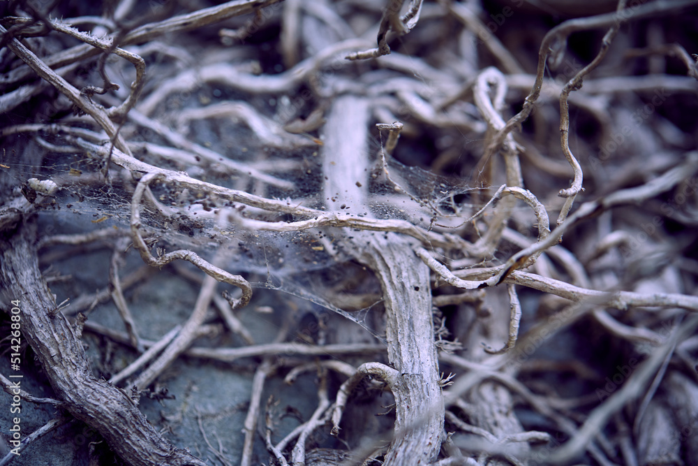 branches of plant on old wall branches of plant on old wall