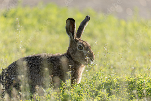 Fototapeta Naklejka Na Ścianę i Meble -  hare in the grass