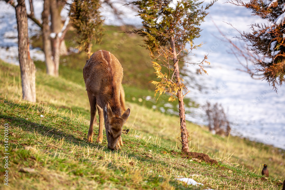 Beautiful spotted deer in the mountains against the background of green grass and snow. Fairytale spring landscape with wild animals. Beautiful spotted deer in the mountains against the background of green grass and snow. Fairytale spring landscape with wild animals.