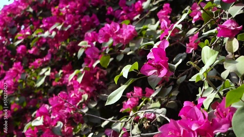 A closeup shot of Pink Bougainvillea plant vine, flowers and leaves. dehradun Uttarakhand India. photo