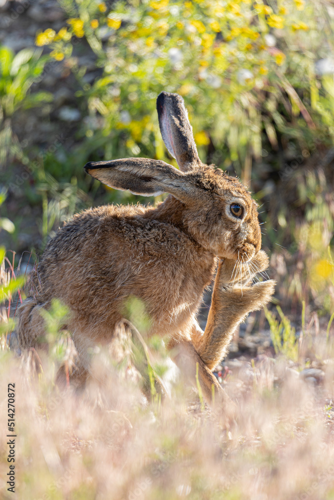 Fototapeta premium Rabbit in the grass