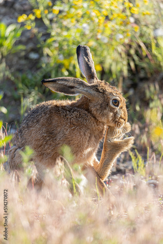 Rabbit in the grass © Rimas