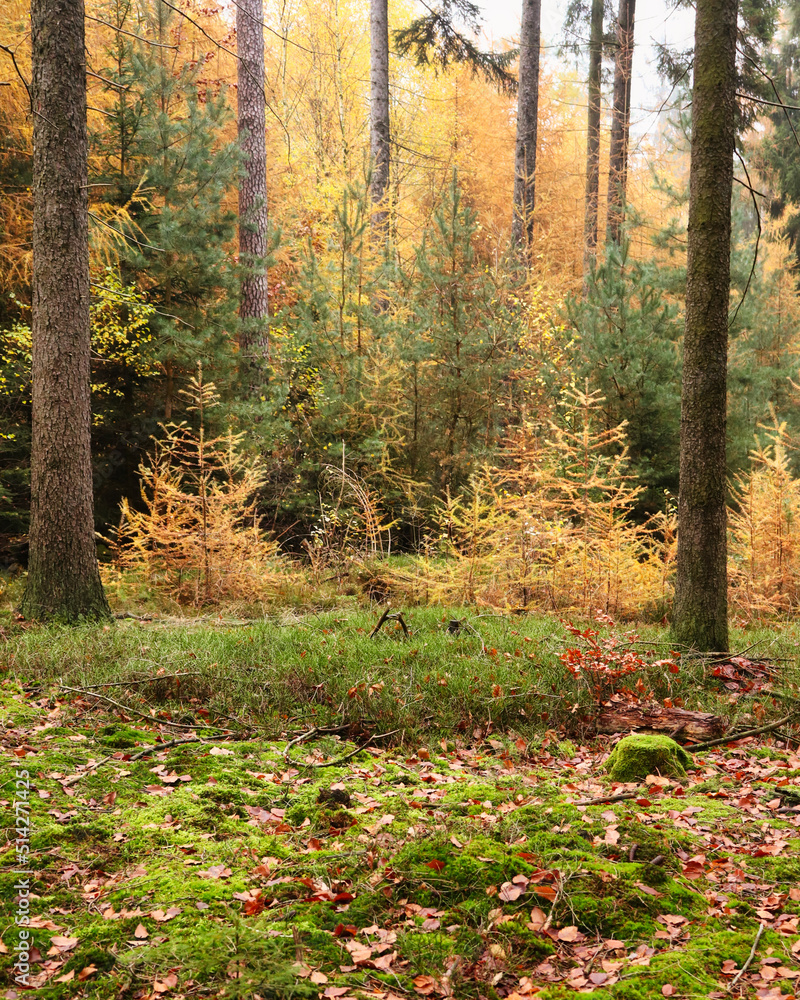 Yellow trees in a clearing with green grass on a sunny fall day in the Palatinate forest of Germany. Yellow trees in a clearing with green grass on a sunny fall day in the Palatinate forest of Germany.