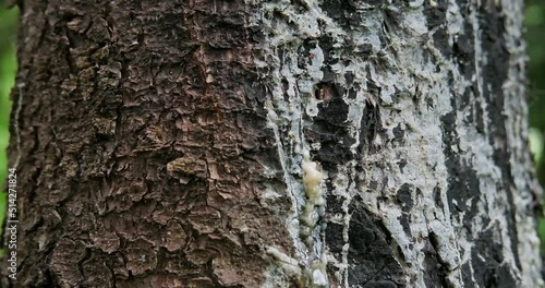 Amber resin in the forest on a tree trunk. Resin on the bark of a pine trunk flows down. Close-up. High quality 4k footage