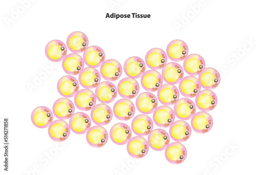 Adipose Tissue