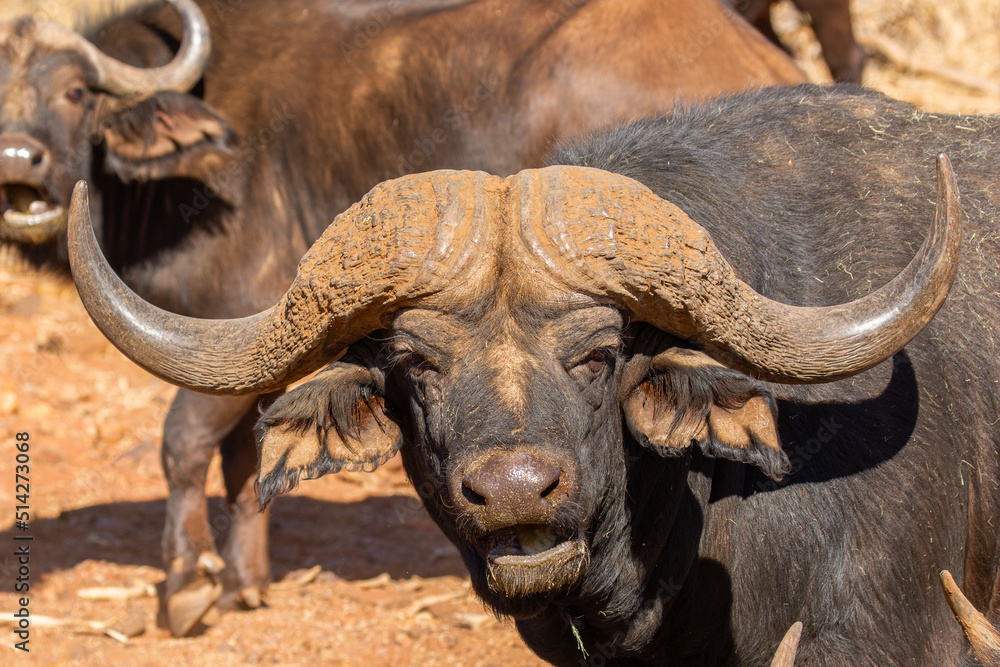 Naklejka premium Large Cape or African buffalo bull on a game Fram in South Africa