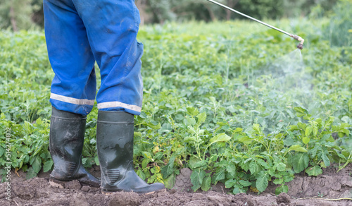 A farmer applying insecticides to his potato crop. Legs of a man in personal protective equipment for the application of pesticides. A man sprays potato bushes with a solution of copper sulphate.