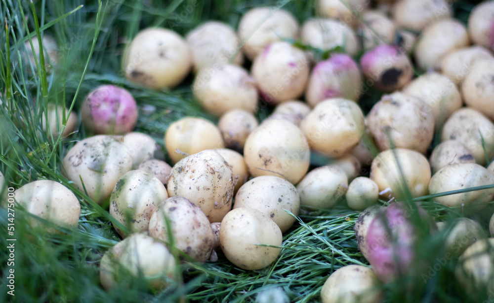 Lots of fresh organic potatoes on the grass on a summer day. Heap of ripe young potatoes in the field. Low angle freshly dug or harvested potatoes on rich brown ground. The concept of growing food. Lots of fresh organic potatoes on the grass on a summer day. Heap of ripe young potatoes in the field. Low angle freshly dug or harvested potatoes on rich brown ground. The concept of growing food.