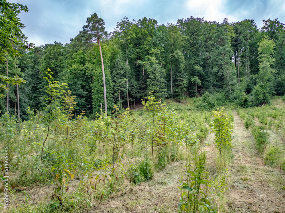 Fototapeta premium Wiederaufforstung im Mischwald