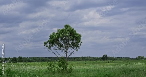 A lonely tree in a field of cloudy day. The tree sways from the strong wind. High quality 4k footage
