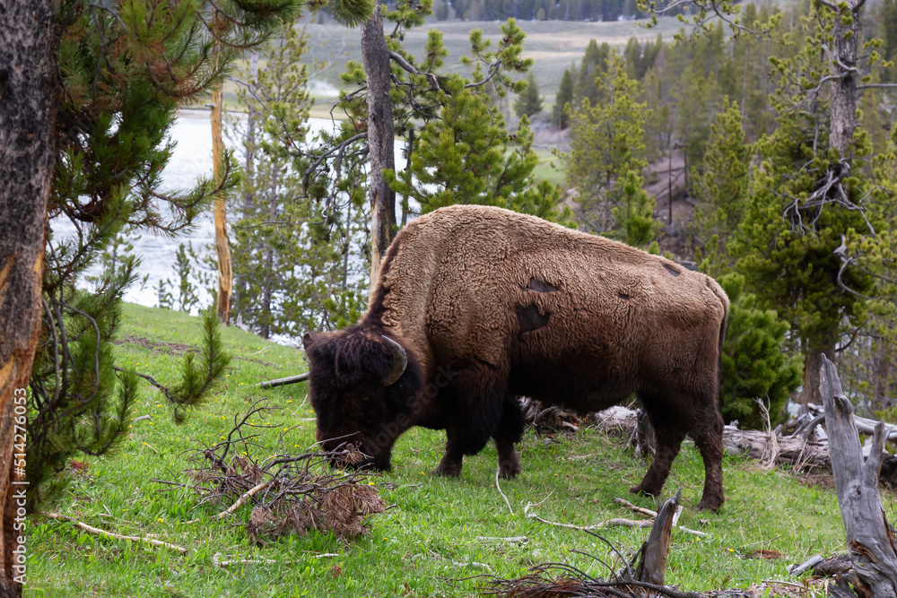 Bison Eating Grass in American Landscape. Yellowstone National Park. United States. Nature Background. Bison Eating Grass in American Landscape. Yellowstone National Park. United States. Nature Background.