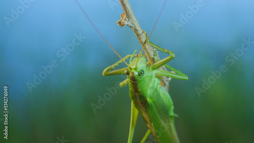 Green grasshopper sits on a branch against a blue sky and green vegetation. Great green bush-cricket (Tettigonia) © Andriy Nekrasov