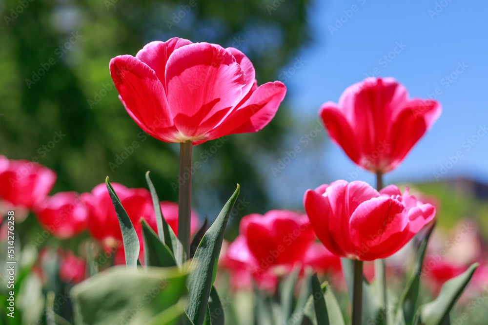 Flowers in the park on a sunny day. Garden with beautiful red tulips. Natural spring background.