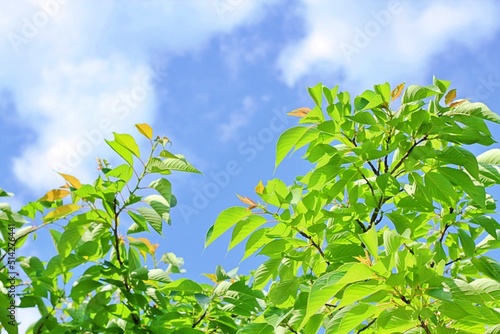 The arrival of spring and fresh green leaves