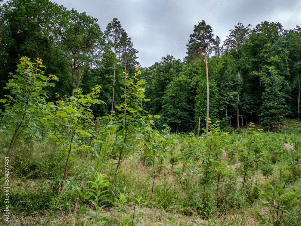 Wiederaufforstung im Mischwald Wiederaufforstung im Mischwald