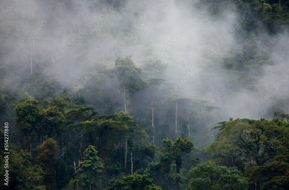 Tropical forest in the morning mist. Bwindi Impenetrable National Park Uganda. Africa. - obrazy, fototapety, plakaty 