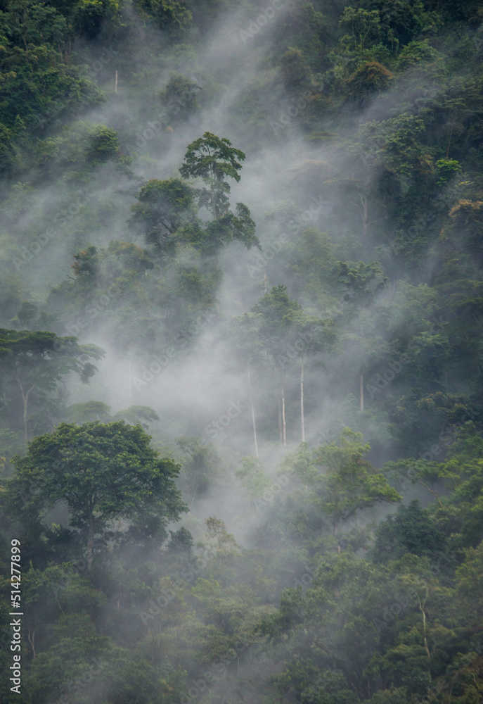 Tropical forest in the morning mist. Bwindi Impenetrable National Park Uganda. Africa.