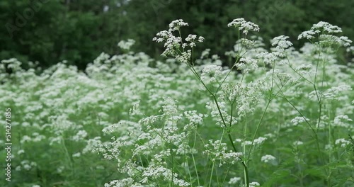 Wildflowers bloom in a meadow swayed by the wind. Spring outdoor recreation. White flowers in the forest on a cloudy day. High quality 4k footage