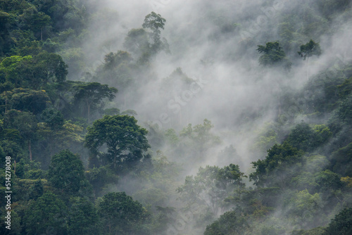 Tropical forest in the morning mist. Bwindi Impenetrable National Park Uganda. Africa. photo