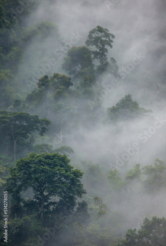 Tropical forest in the morning mist. Bwindi Impenetrable National Park Uganda. Africa.