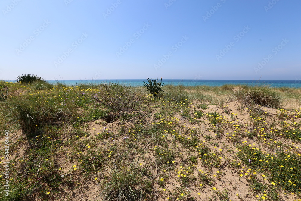 Mediterranean coast in northern Israel Mediterranean coast in northern Israel