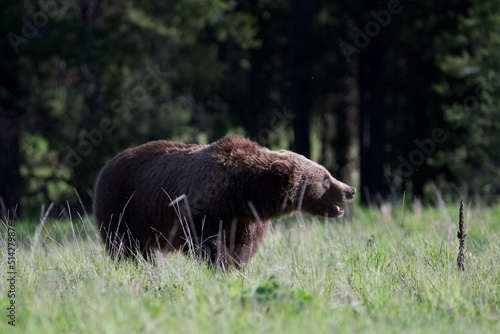Brown Bear Grizzly 