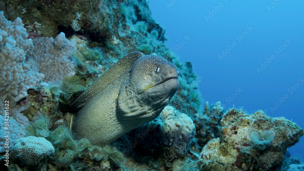 Obraz premium Close-up portrait of Moray peeks out of its hiding place. Yellow-mouthed Moray Eel (Gymnothorax nudivomer) Red Sea, Egypt