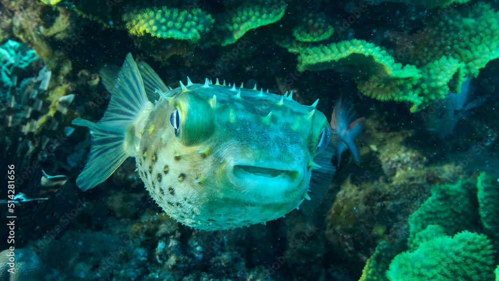 Fototapeta premium Porcupinefish is hiding under under Lettuce coral. Ajargo, Giant Porcupinefish or Spotted Porcupine Fish (Diodon hystrix) and Lettuce coral or Yellow Scroll Coral (Turbinaria reniformis)