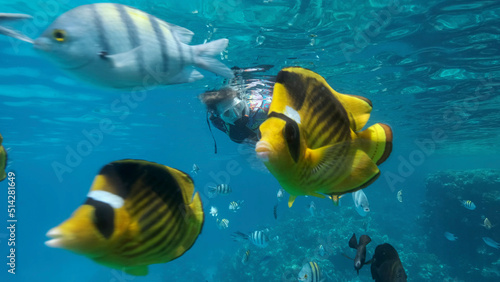 Woman in diving equipment swims on the surface of the water and looks at marine life. Female snorkeler swims underwater and looking at on tropical fishes. Red sea, Egypt