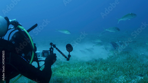 Underwater videographer shooting a school of Rotstreifen Meerbarbe fish is feeds on seqagrass. Underwater life in the ocean. Red sea, Egypt