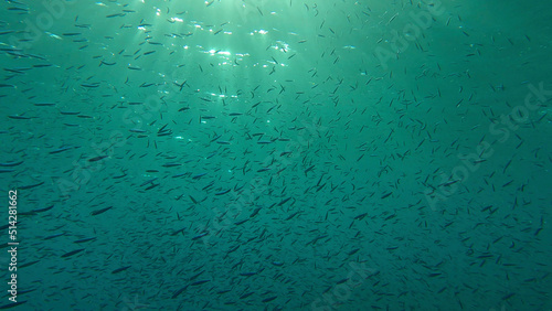Large school of small fish swims under surface of water in the sun rays on dawn. Red sea, Egypt