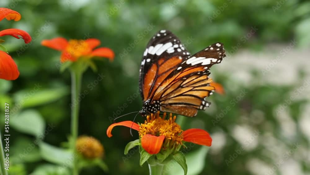 Butterfly with flower