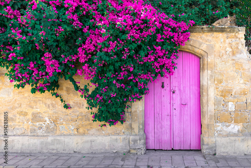 Pink bougainvillea flowers, old wooden door and resting cat on stone wall in Cyprus photo