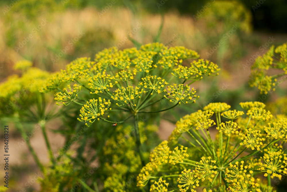 Dill yellow blossoms in the garden Dill yellow blossoms in the garden