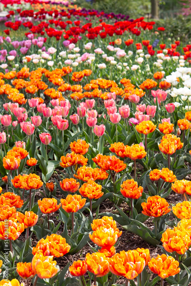 Field of in bloom tulips Field of in bloom tulips