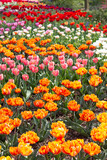 Field of in bloom tulips