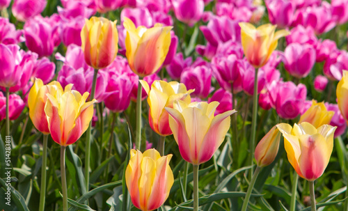Field of in bloom tulips