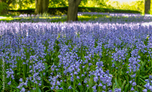 Field of blue bonnets in bloom