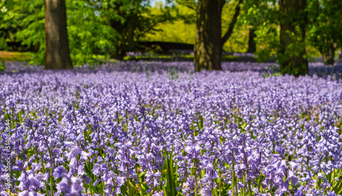 Field of blue bonnets in bloom