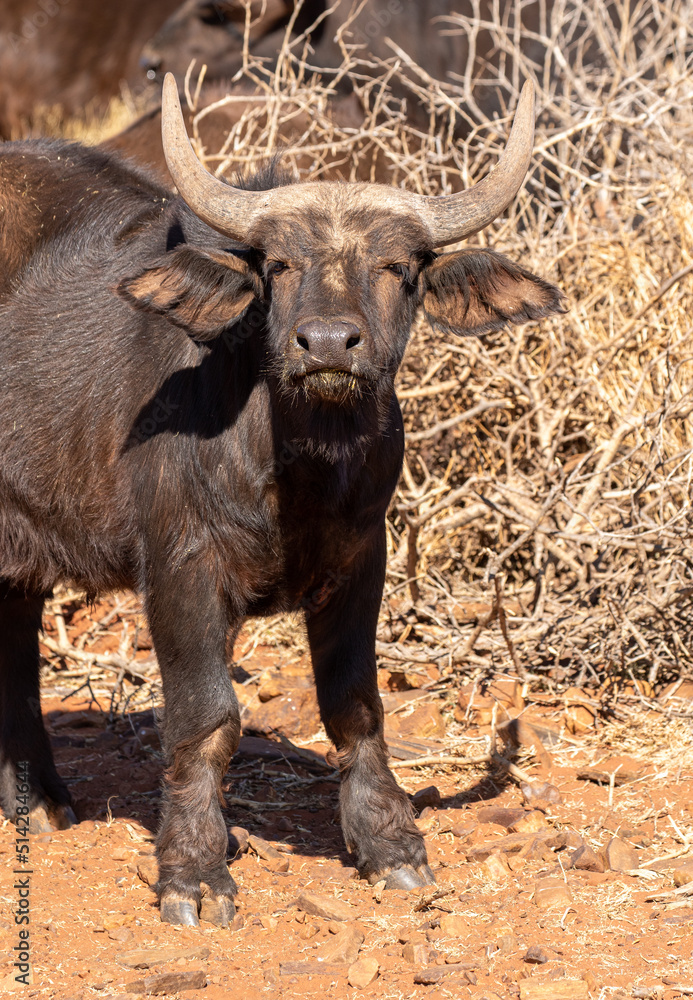 Fototapeta premium Young Cape or African buffalo, Game farm, South Africa