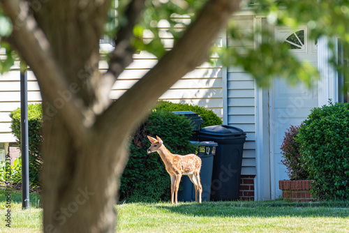 Baby deer or fawn wandering in front of suburban house