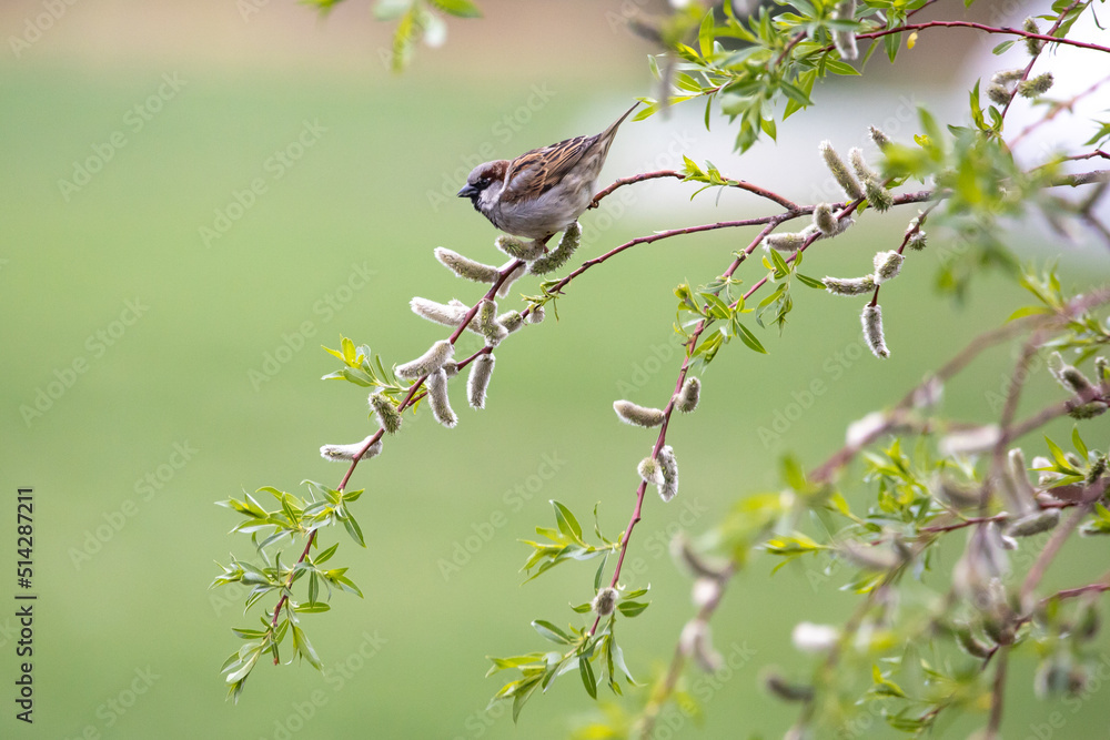 A house sparrow is sitting in the tree A house sparrow is sitting in the tree