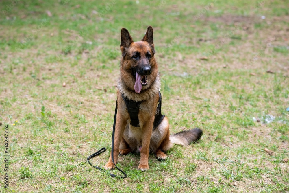 Service German Shepherd, in unloading with a muzzle, sits in a clearing, sticking out his tongue