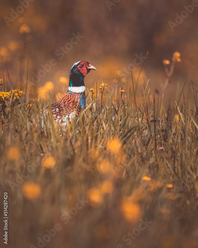 Male pheasant hiding in the tall grass.