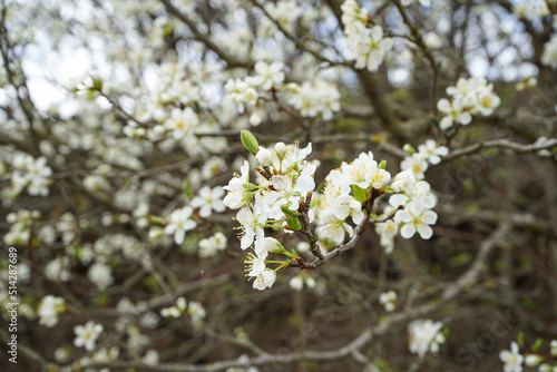 Blossoming tree of an apple-tree, close-up. Blossoming fruit tree branches. Spring season