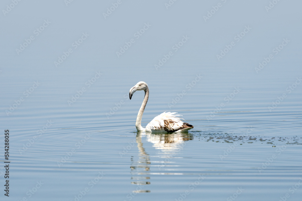 Fototapeta premium swan in the water
